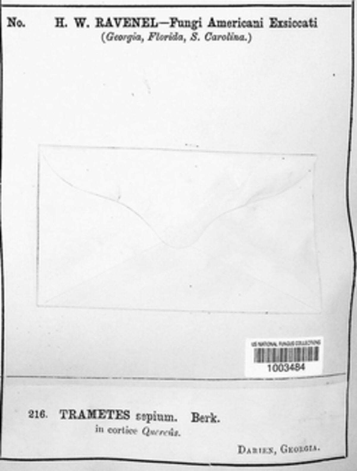 Antrodia albida image